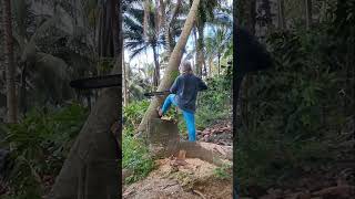 Cutting of Falcata Tree P 1 [upl. by Eenerb588]