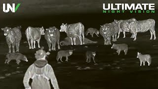 Farmer Uses Thermal to Protect Cattle from Predators  65 Coyotes Down [upl. by Eleumas630]