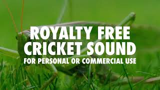 Cricket Sound Effect HQ Royalty Free [upl. by Kenley]