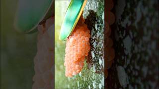 Use rainbow knife to crush apple snail eggs  ASMR satisfying snail asmr relaxing [upl. by Evania]