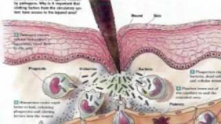 Introduction to Microbiology Dr Ahmed Ramzy Part 4 [upl. by Siduhey69]