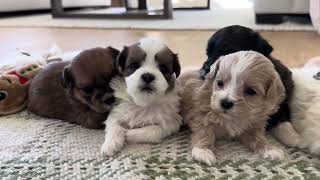 Our Shichon Puppies at 3 weeks StonyRidge Puppy Winter Litters [upl. by Mosby]