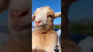 Funny Animal sound in wildlife buffalo panda Giraffe goat cat Dog Animal goat animals [upl. by Adnamaa]