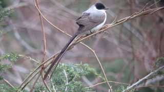 Vagrant Forktailed Flycatcher in Lyme Connecticut [upl. by Ocsicnarf936]