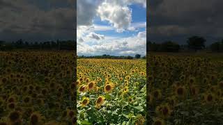 Sun flowers sunflower farming nature [upl. by Anika375]