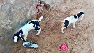 Two beautiful new born goat kids are playing amp loving ❤ animal animals mating [upl. by Ronnica]