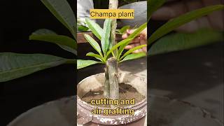 Champa plant ki cutting aur air grafting shorts short shortsfeed gardening [upl. by Christmann662]