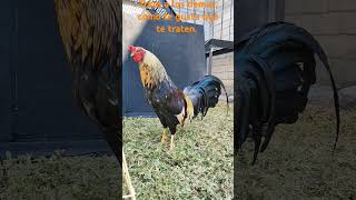 Gallo AsilBrown red y gallina McLean [upl. by Sucramat]