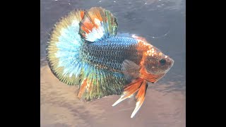 BETTA SPLENDENS FCCP🐠🦉bettafish [upl. by Aneelad]