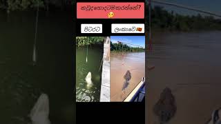 මතු වෙන විදිය තමයි ගැම්ම ❤️🇱🇰 Aligetar vs crocodile  shorts srilanka india viralvideo [upl. by Neomah732]