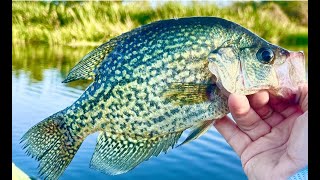 Catching fall CRAPPIE catch and cook [upl. by Nosnarb248]