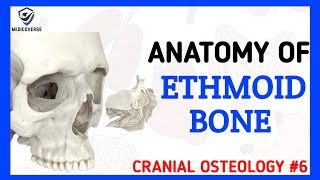 Ethmoid Bone Anatomy  Cranial Osteology 6 [upl. by Senzer]