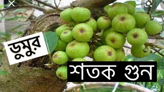 Dumur  ডুমুর  কোরানেও বলা আছে [upl. by Myer40]