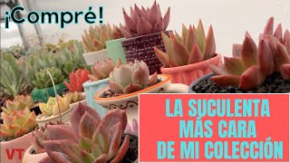 La Echeveria más cara que he comprado ahora en mi colección de agavoides [upl. by Ossie]