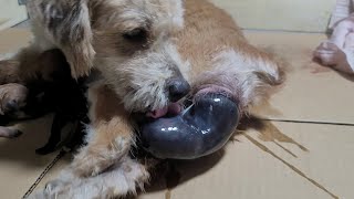 Mom Poodle Dog Giving Birth Newborn Puppy [upl. by Andryc811]