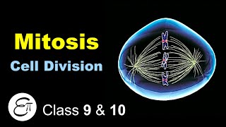 Mitosis Cell Division in Hindi [upl. by Schiffman]