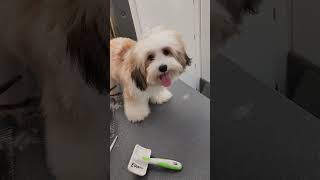 trim only havanese dog havanese havanese fbyシviral [upl. by Yecniuq]