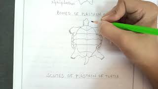 Turtle Carapace And Plastron Diagrams  Bones And ScutesScales  Zoology Practical Drawings [upl. by Albarran]