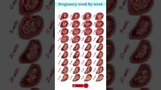 pregnancy week by week pregnancy shorts shortvideo [upl. by Ermeena]