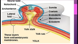 Development in chick embryocleavage morula blastula Gastrula notochord formation Neurulation [upl. by Nylikcaj]