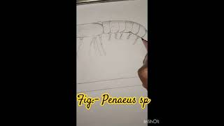 Fig penaeus sp likeandsubscribe drawing art comments likeforlikes [upl. by Vasos]