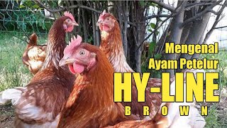 Mengenal Strain Ayam petelur Hyline brown [upl. by Jasper521]