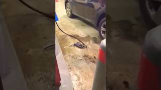 😮 SPILLING GAS⛽️ what a WASTE 🚙 shorts Gasoline WastingGAS [upl. by Dougherty]