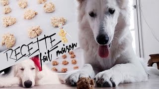 RECETTE Biscuit pour chien fait maison  Facile et rapide [upl. by Tonkin47]