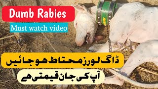 Dumb Rabies In Dogs  kutte Ko Rabies ki Alamaat  Paralysis In Dogs Treatment [upl. by Calendra]