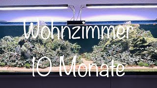 10 Monate Wohnzimmer Aquarium aquaristik [upl. by Ydderf]