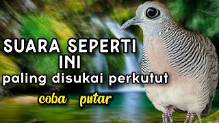 perkutut lokal gacor suara ini paling disukai semua kutut [upl. by Hickie]