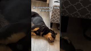 My unemployed dog everyday [upl. by Starling]