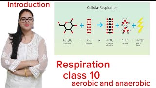 Respiration introductionLife process class 10 [upl. by Akerahs]