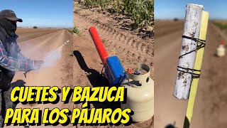 Cuetes y Bazuca😮👉🏻Para espantar pájaros en el cultivo de Maíz 🌽 💚💚 mexico Sonora seguidores [upl. by Etan]