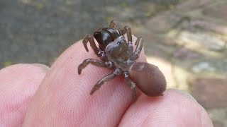 La curieuse mygale à chaussette Atypus affinis espèce bien de chez nous par André Lequet [upl. by Llertnauq]