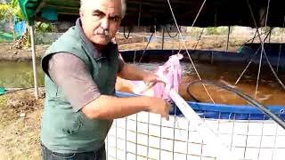 Biofloc Fish Farming In Odisha।। Biofloc Fish Farming Training In Odisha।। [upl. by Ramirol320]