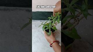 Care your plant everyday gardening gardenplants subscribe viralshorts youtubeshort plants [upl. by Woothen]