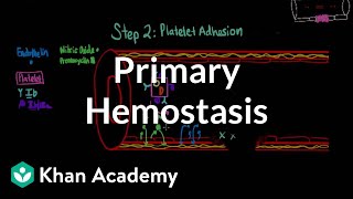 Primary hemostasis  Advanced hematologic system physiology  Health amp Medicine  Khan Academy [upl. by Shulins3]