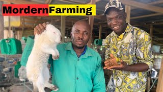 He started with three rabbits and now has over 500 rabbits how to make millions from rabbit farming [upl. by Snevets]