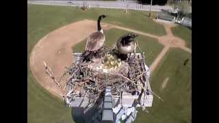 Goslings jumping  Sandpoint webcam  05292013 [upl. by Eehtomit385]