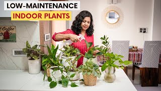 10 Low Maintenance Indoor Plants for Your Home  Easy House Plants Care Tips [upl. by Lewellen153]