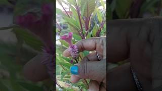 How to Grow and Care for Celosia plant  flower plants  shorts video ytviral [upl. by Decato]