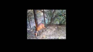 Trail 1  15 1124  Beautiful Barking Deer [upl. by Piotr]