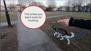 How to Train Mushing Commands [upl. by Zoellick]