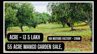 55 Acres mango garden for sale Penugonda  cheap mango garden [upl. by Conlen]