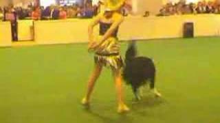 Crufts 03 Heelwork to Music [upl. by Denver518]