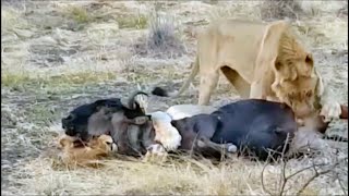 Buffalo tries to bite a lions balls 😵‍💫 [upl. by Enelhtak]