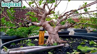 BONSAI SANCANG TWIN TRUNK [upl. by Lange433]