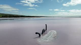 The Pink Lake Lochiel South Australia [upl. by Meredithe650]