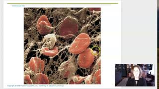 Week 6 Lecture 3 Platelets blood clot ABO Rh [upl. by Olfe339]